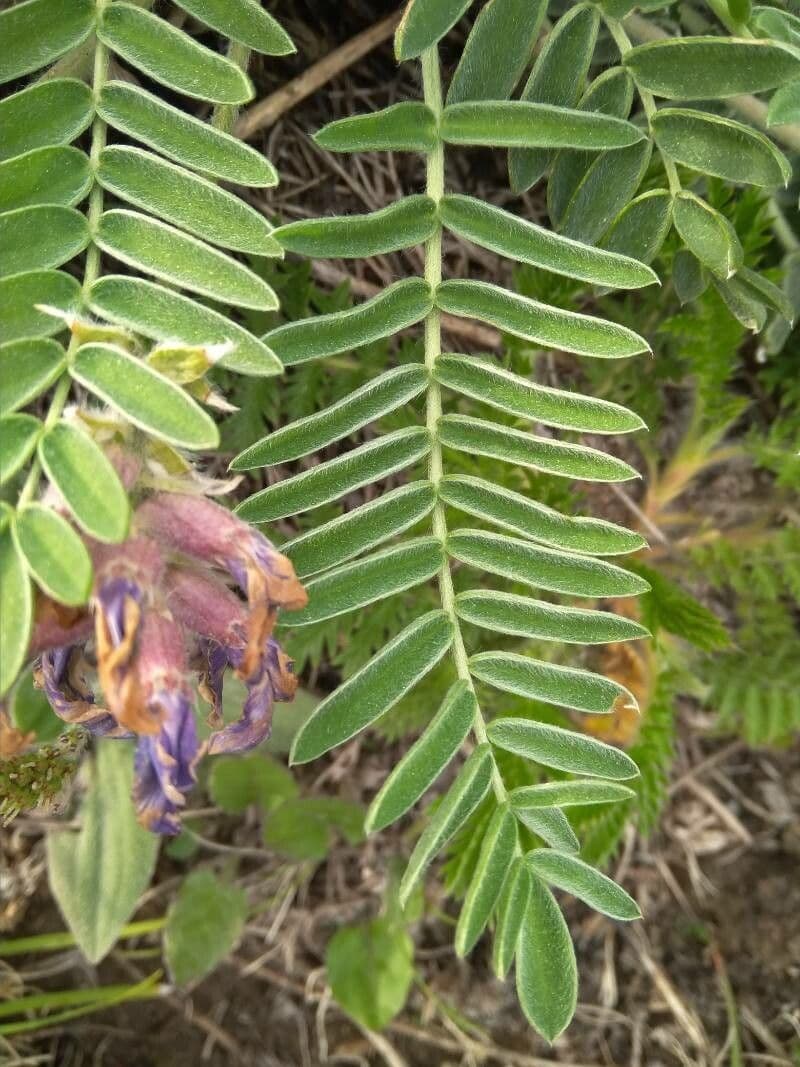 Oxytropis 8