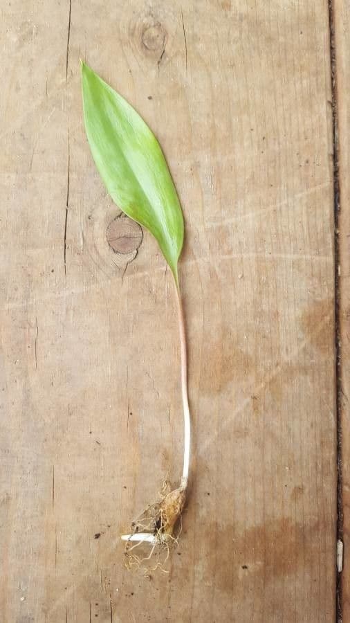 Érythrone d'Amérique 8