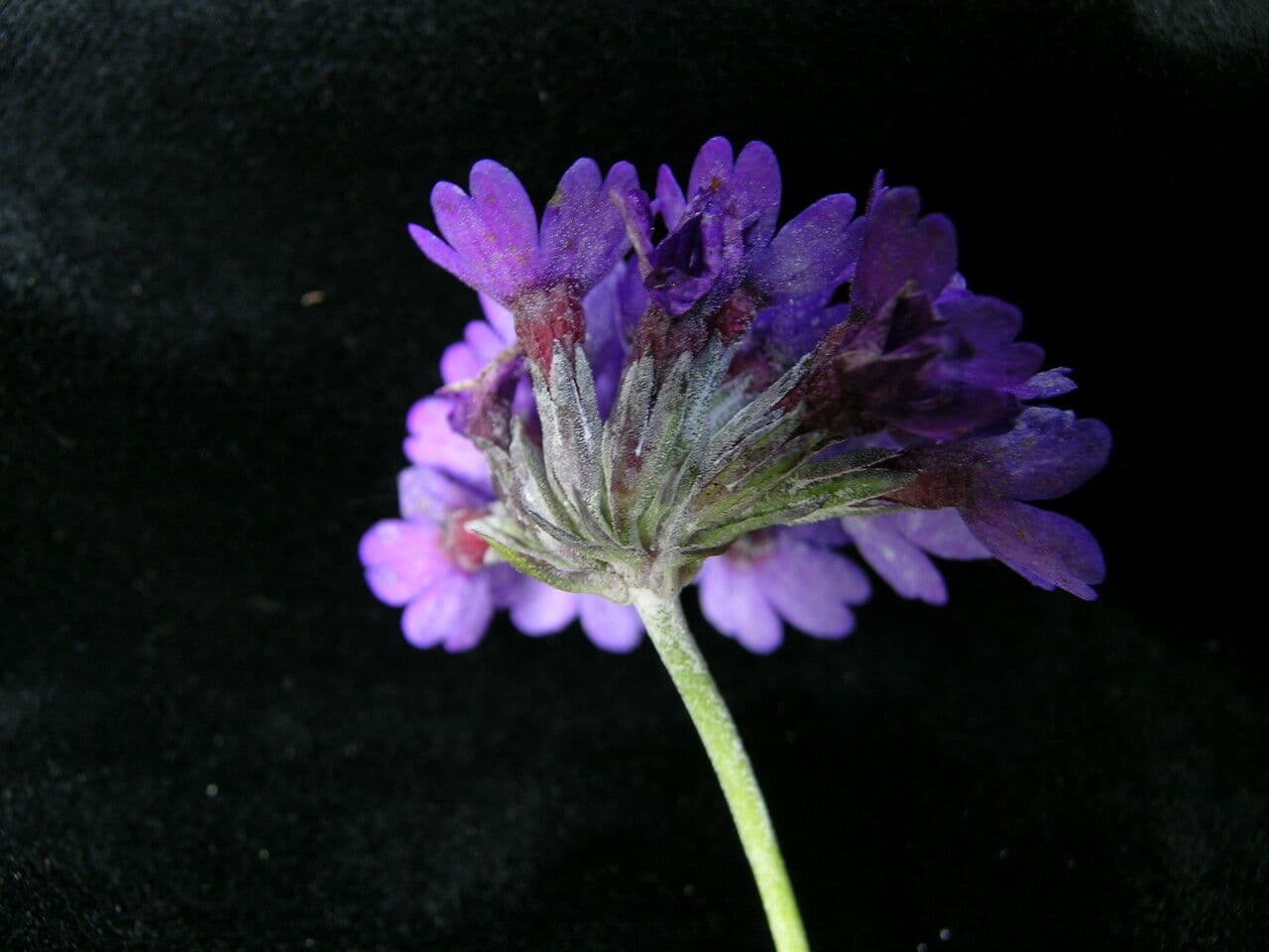 Primula capitata 8