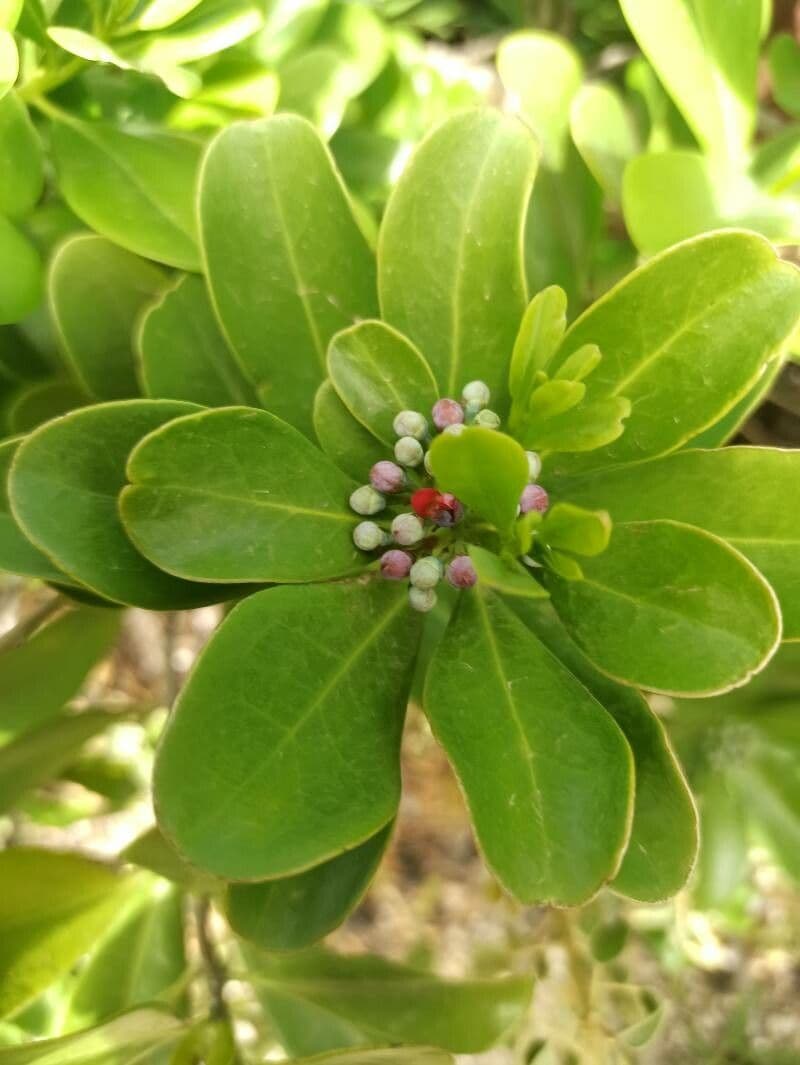 Cannella invernale 6