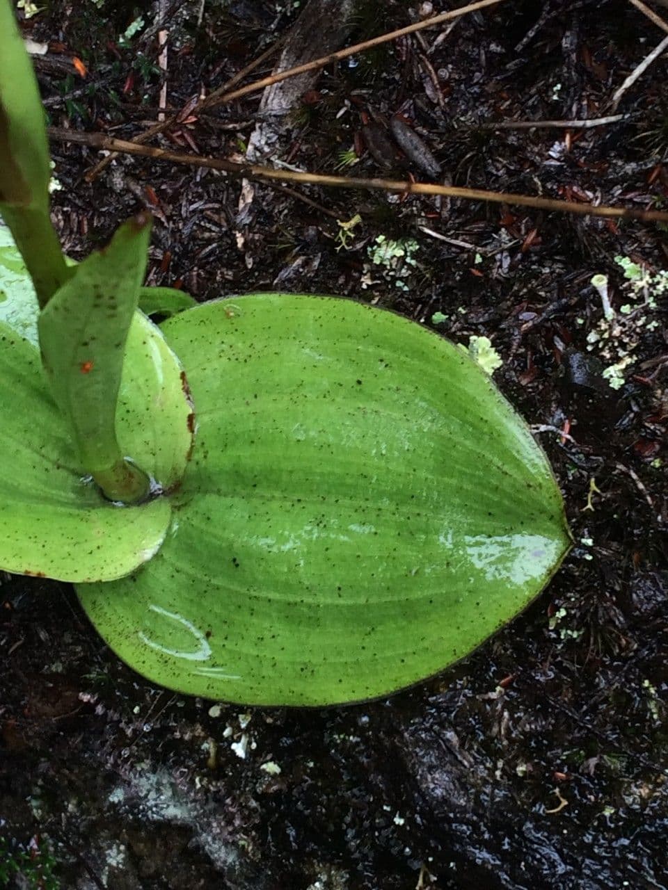 Satyrium 12
