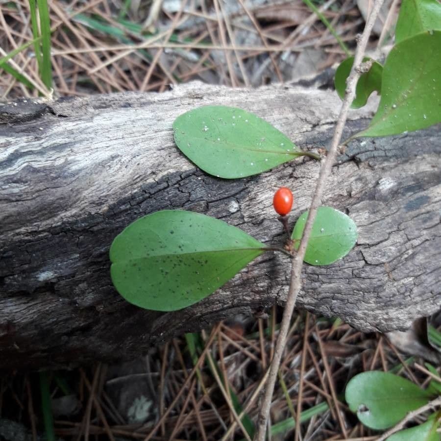 Emmenosperma 3