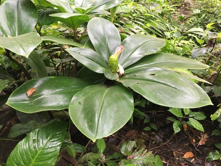 Costus 17