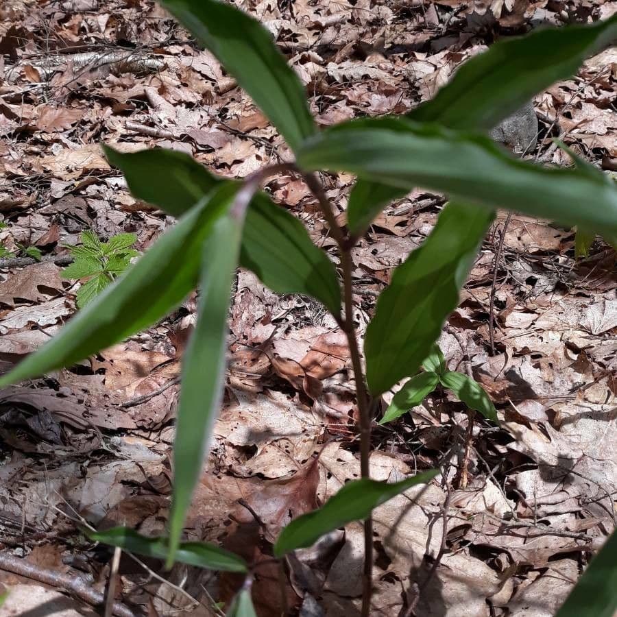 Uvularia sessilifolia 11