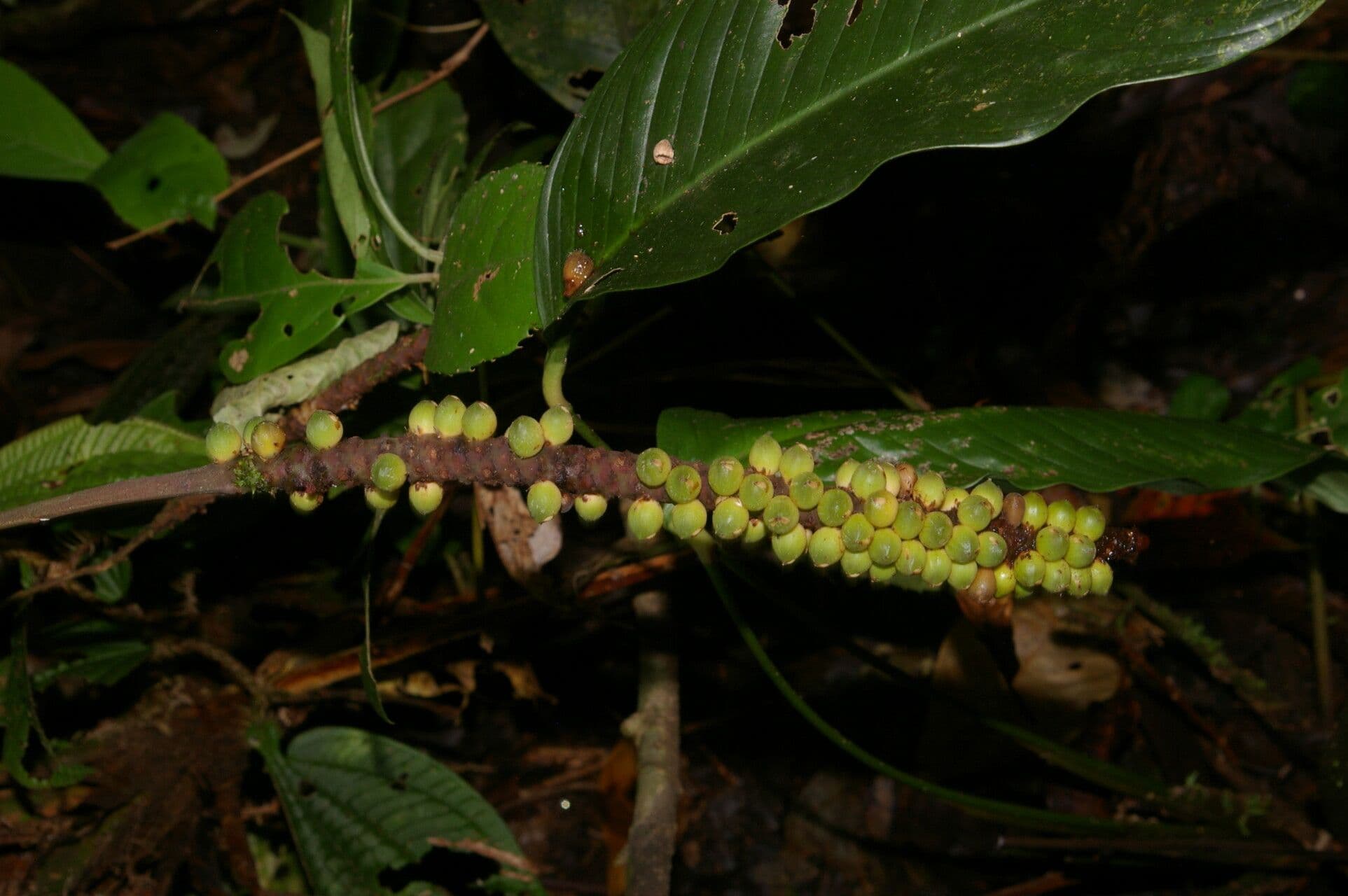 Geonoma 3