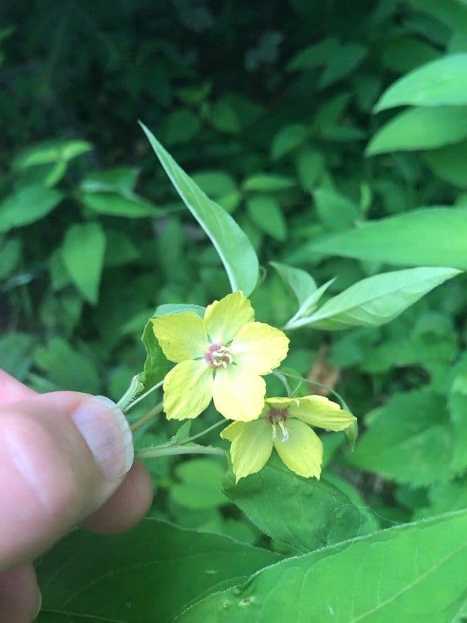 Lisimachia lanceolata 5