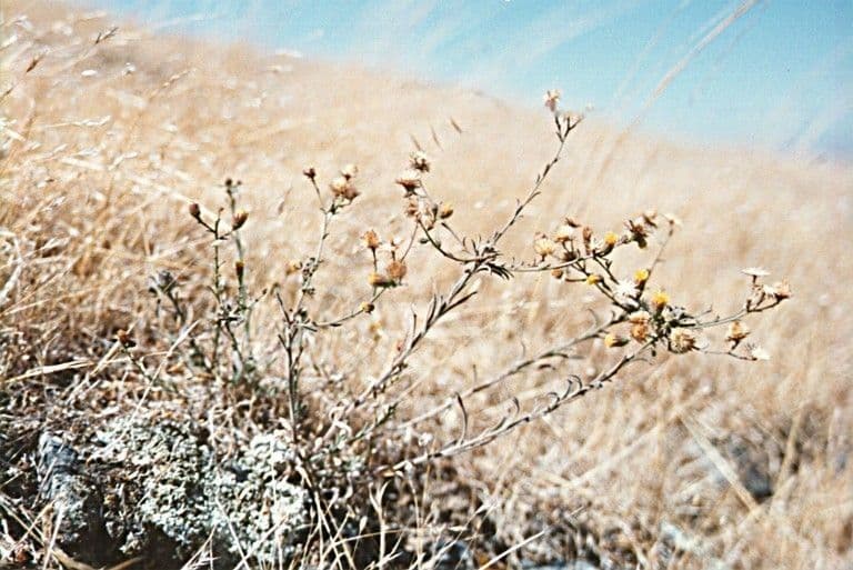 Erigeron 3