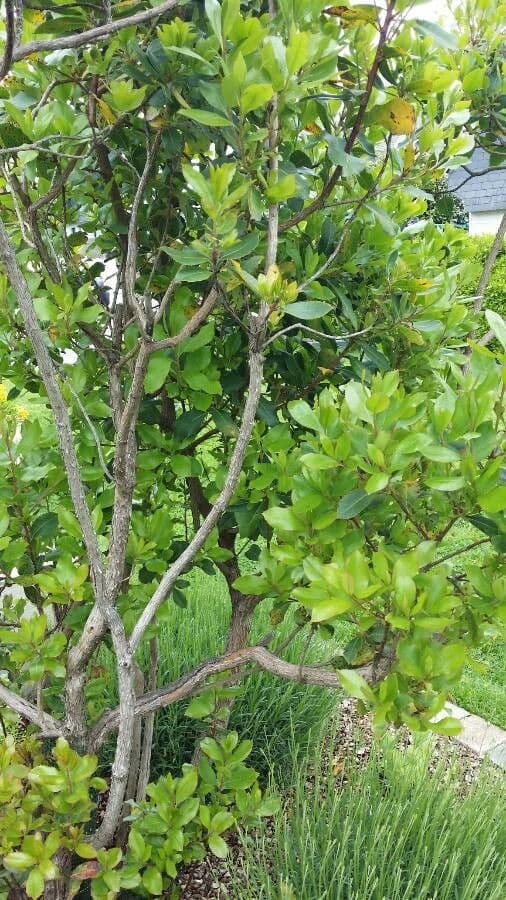 Austrobuxus 14