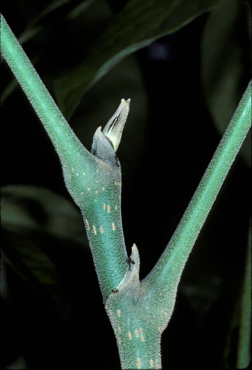 Schefflera 3