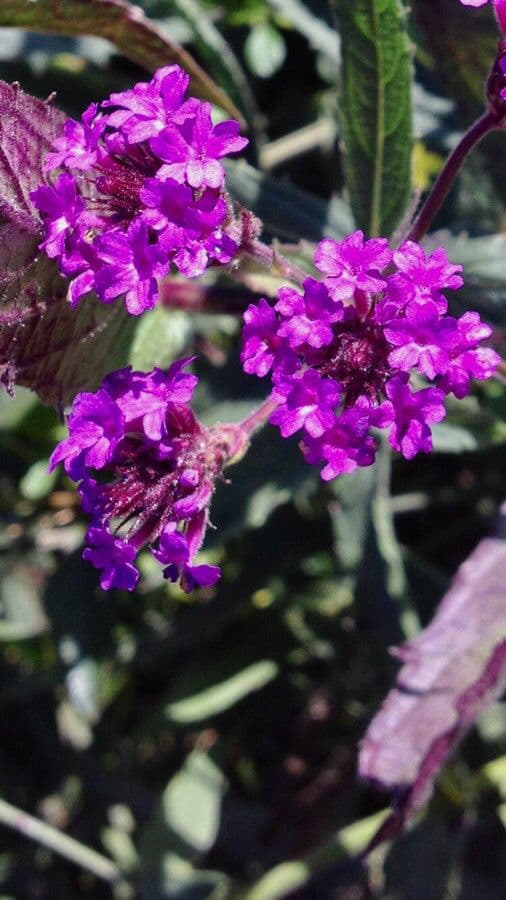 Verbena rigida 8