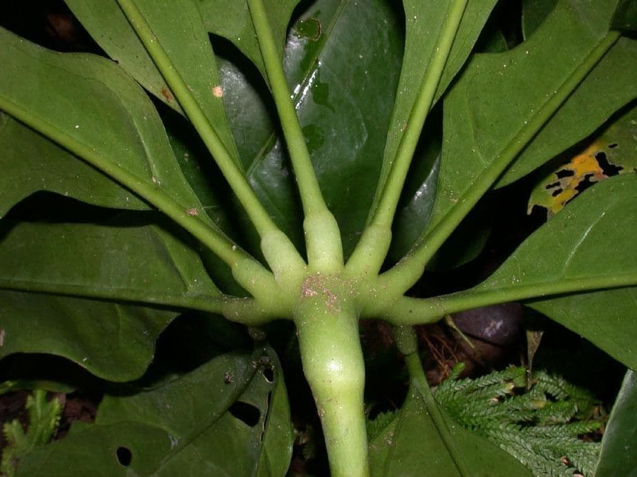 Anthurium 14