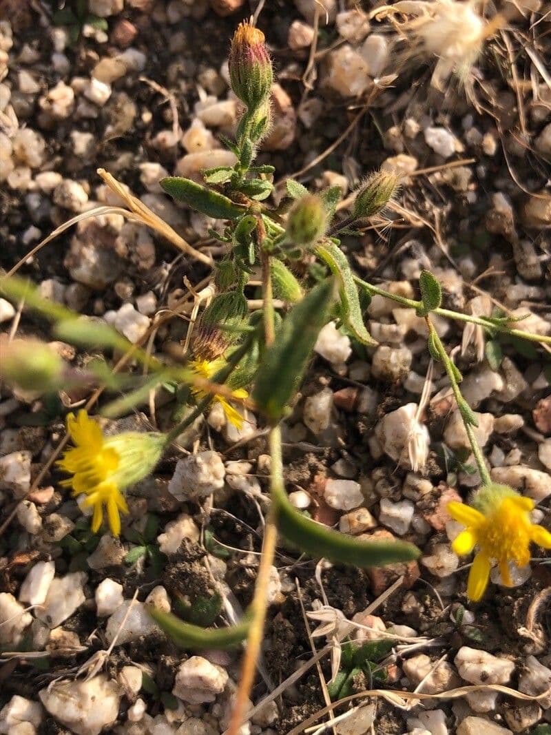 Pulicaria 16