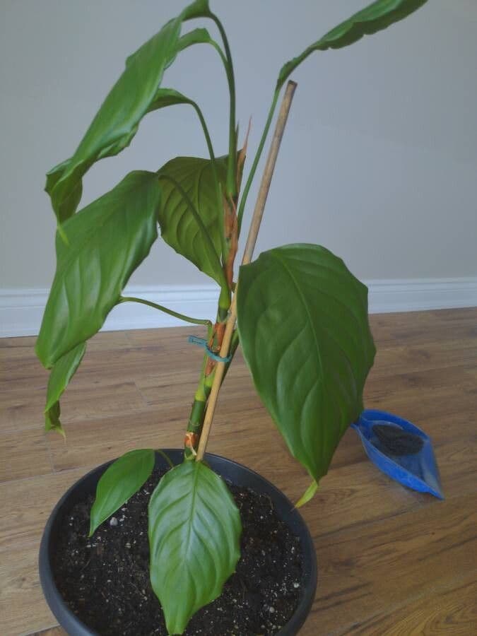Aglaonema 3