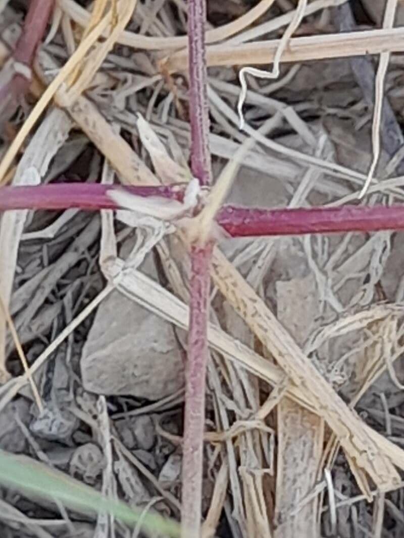 Aristida comune 21
