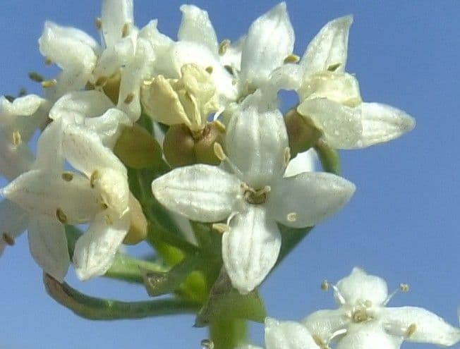 Galium pseudo-svizzero 2