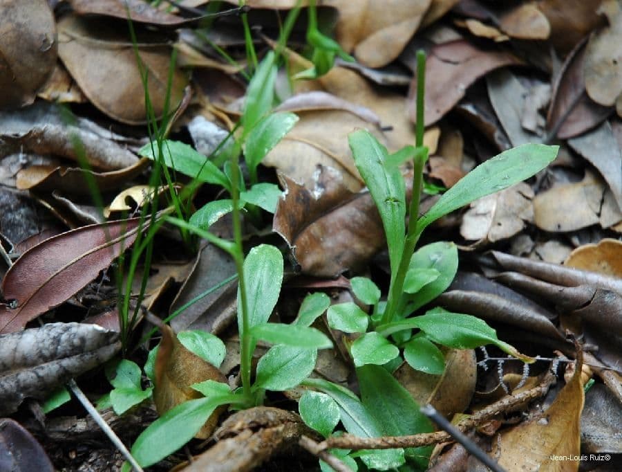 Pterostylis 5