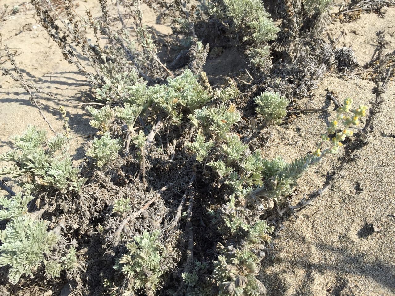 Artemisia pycnocephala 7