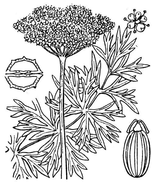 Endressia pyrenaica 16