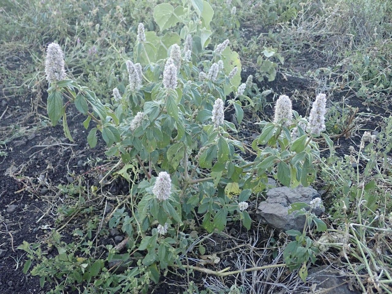 Cyathula 8