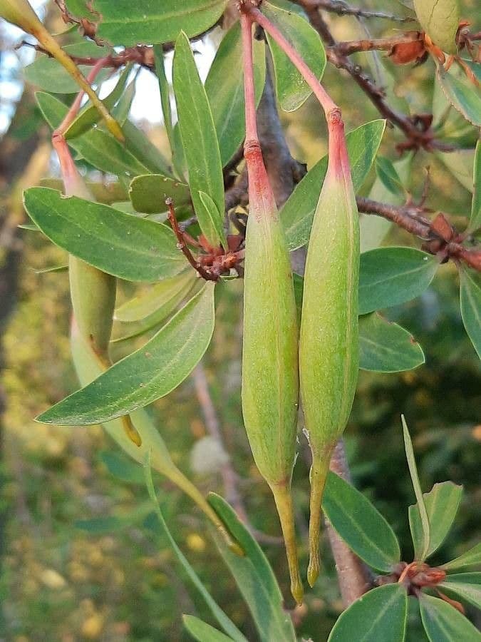 Embothrium