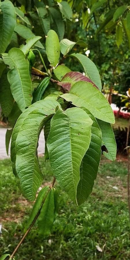 Parashorea