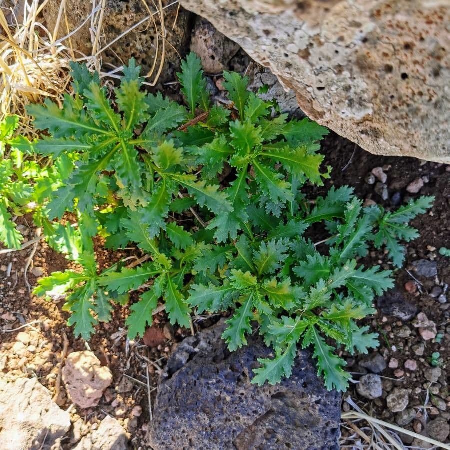 Argyranthemum 15