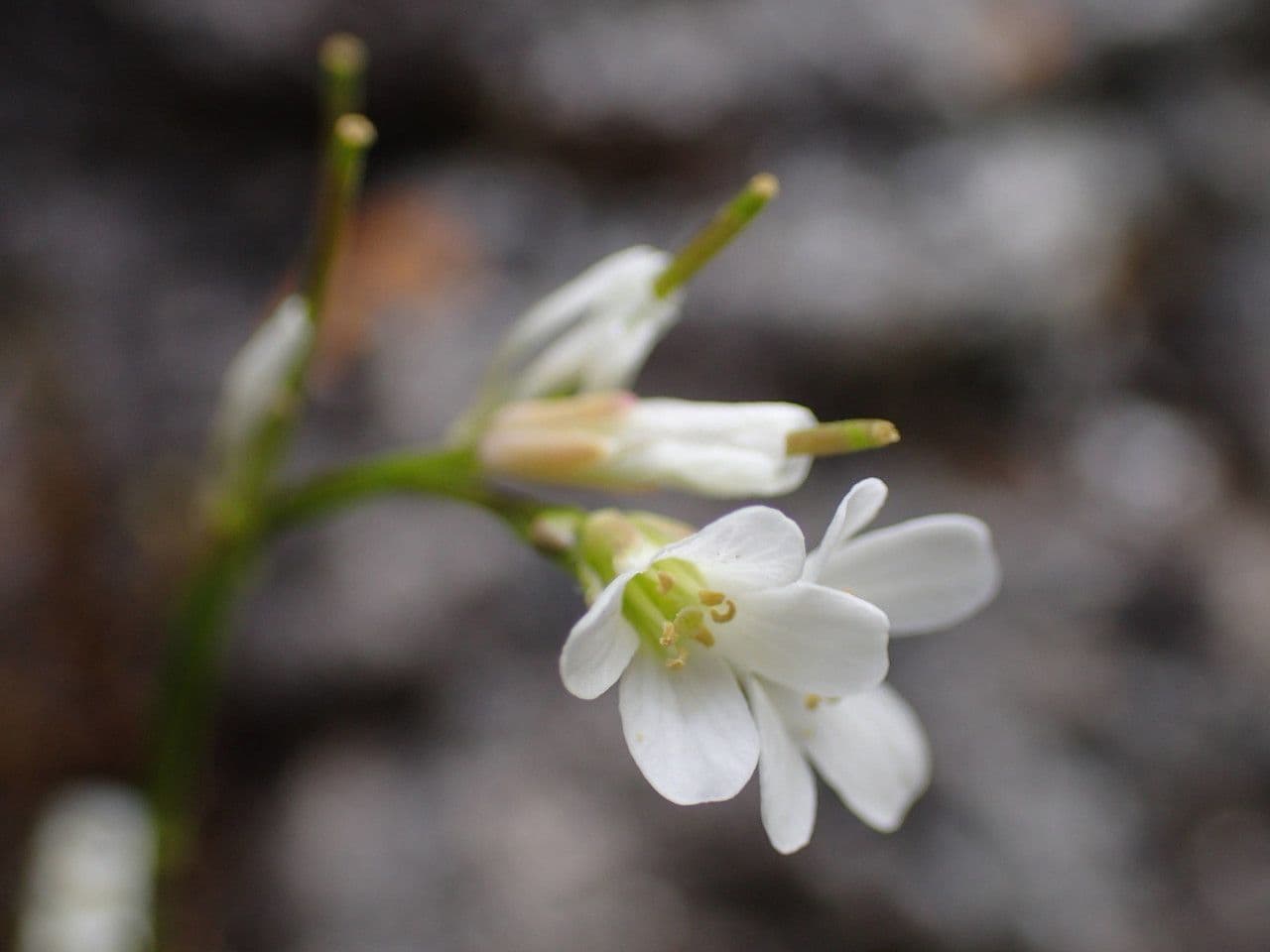 Arabis 9