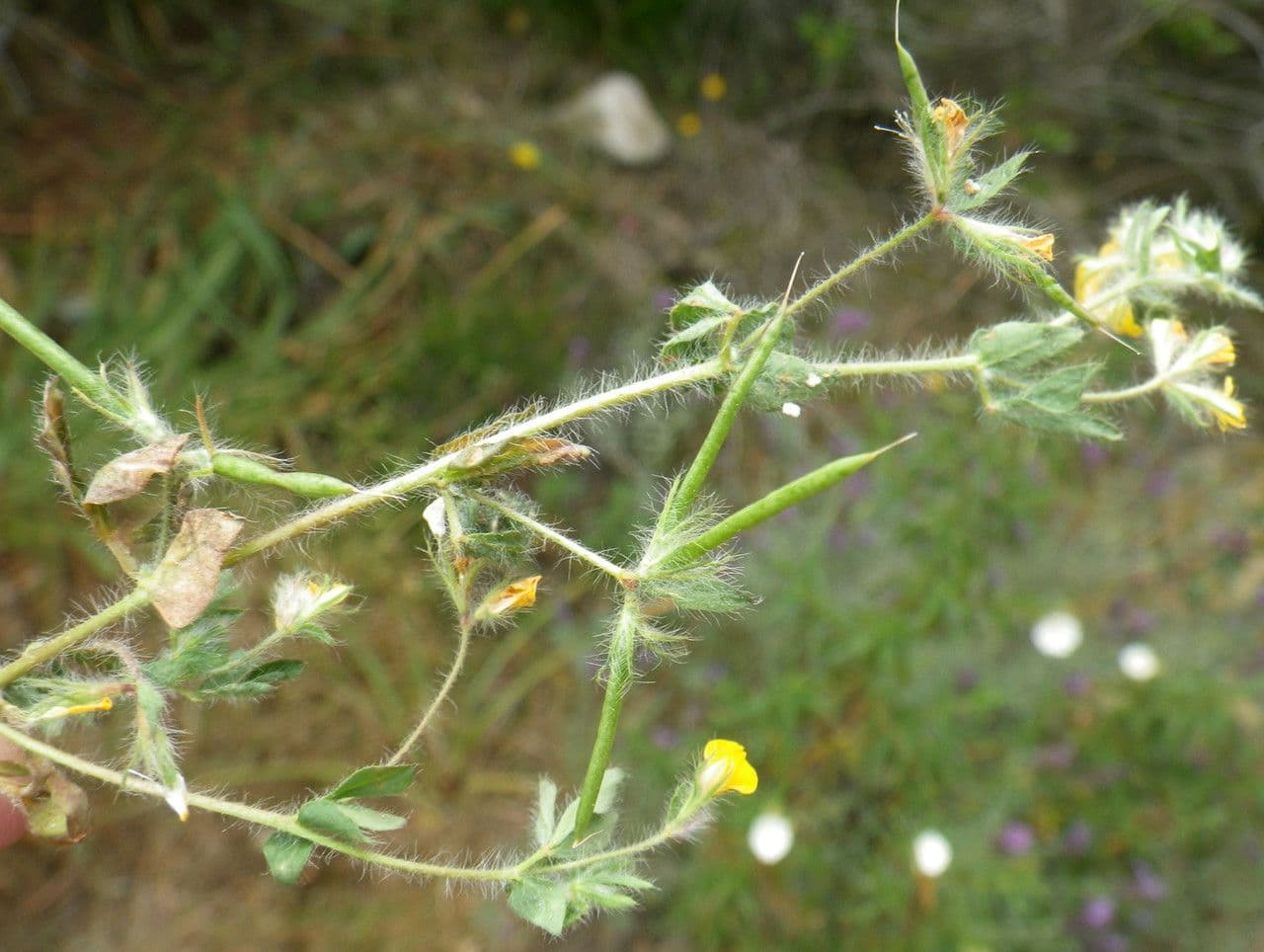 Schmalblättriger Bocksbart 3