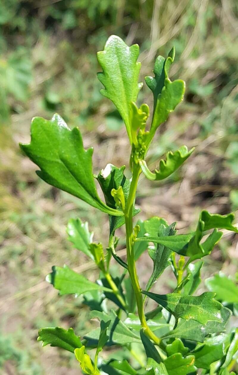 Baccharis 2