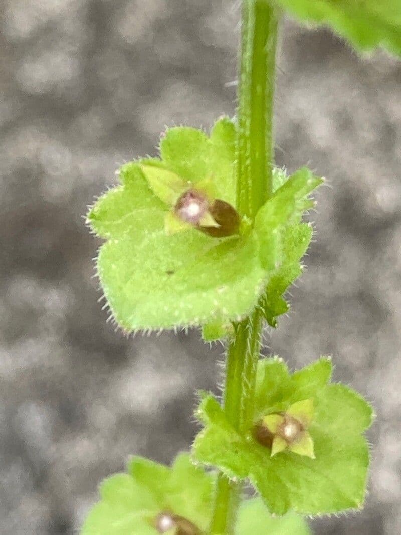 Triodanis przerosła