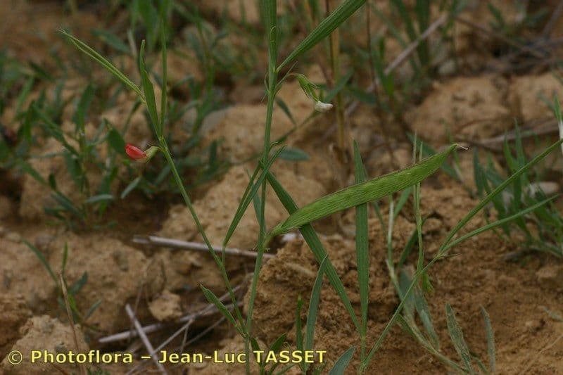 Gras-Platterbse 27