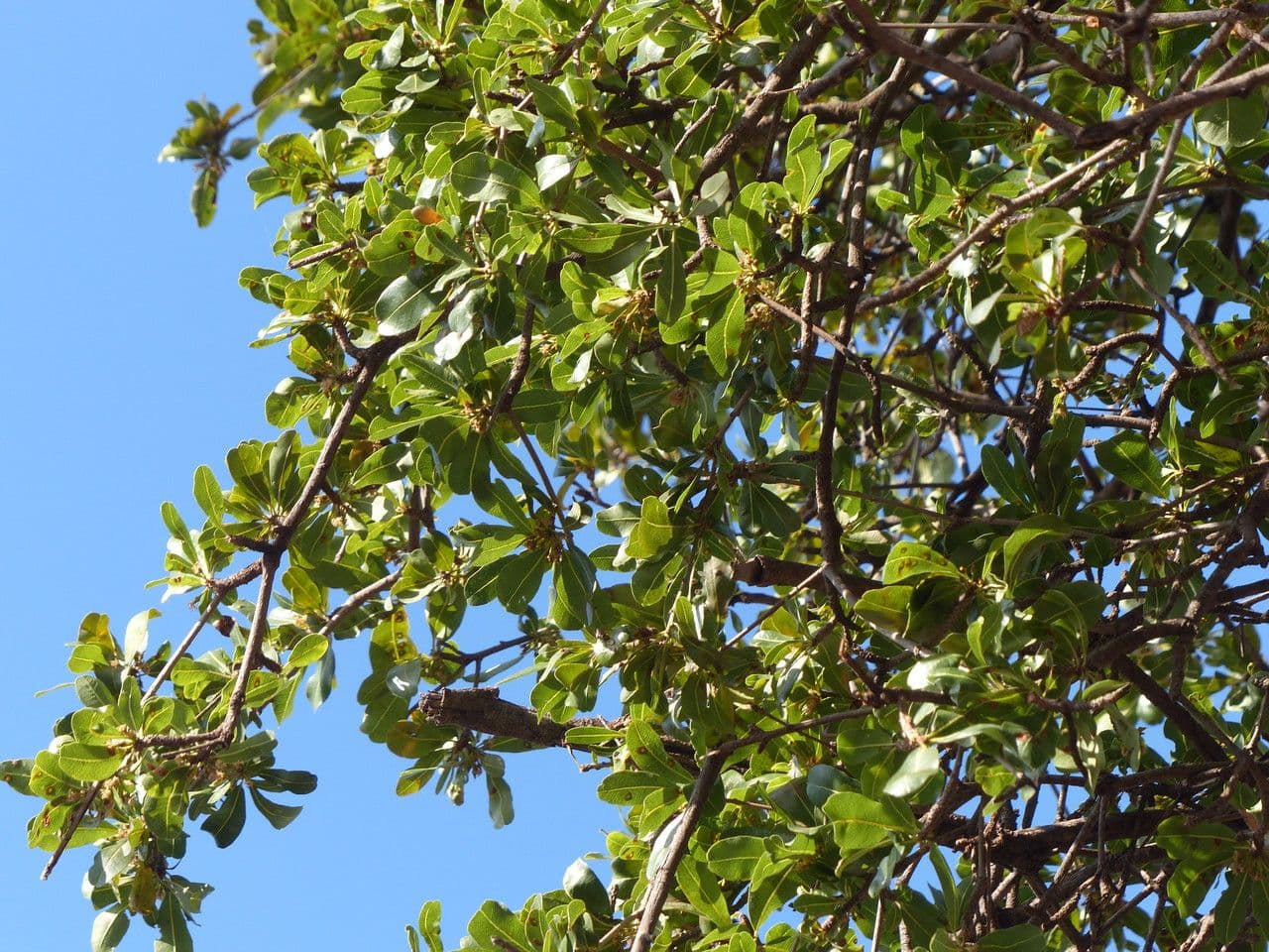 Manilkara 23