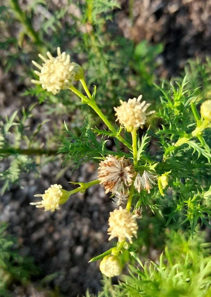 Baccharis 4