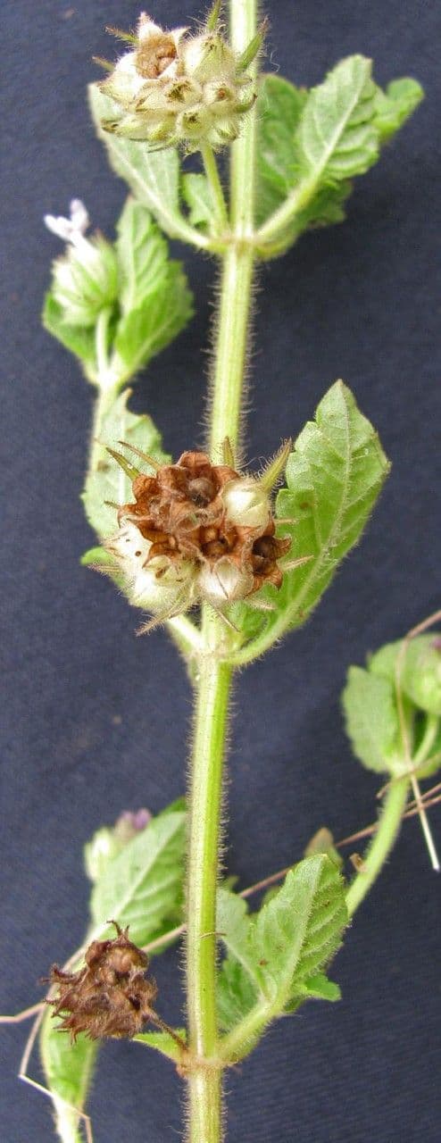 Marsypianthes 21
