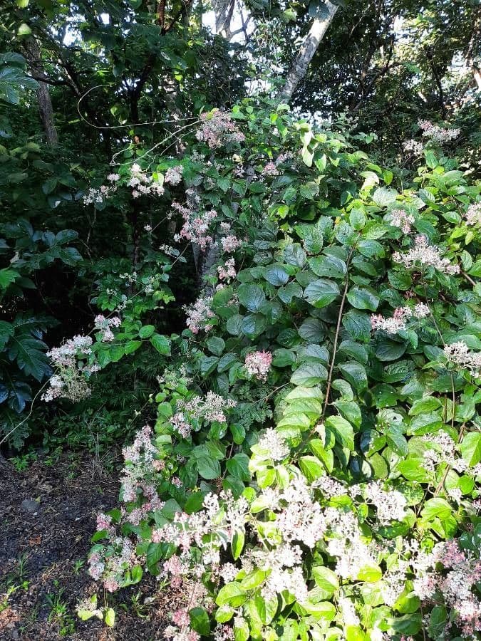 Banisteriopsis muricata 8