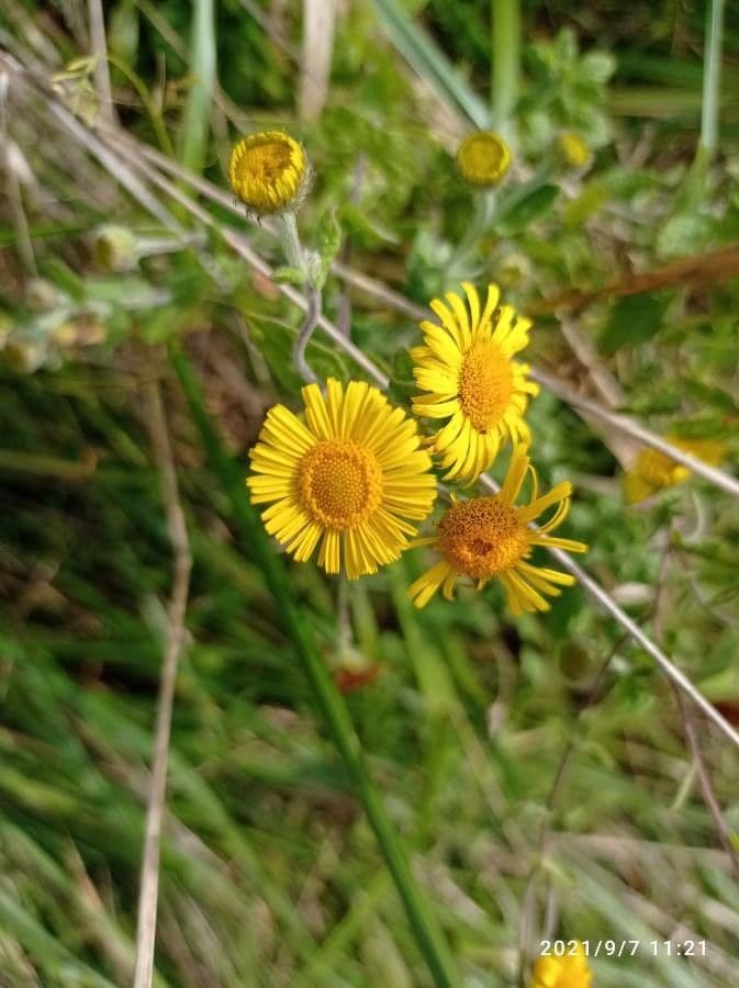 Pulicaria dysenterica 3