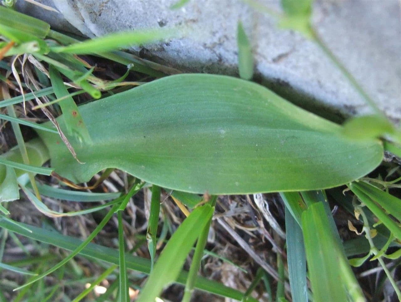 Orchidea sambucina 16