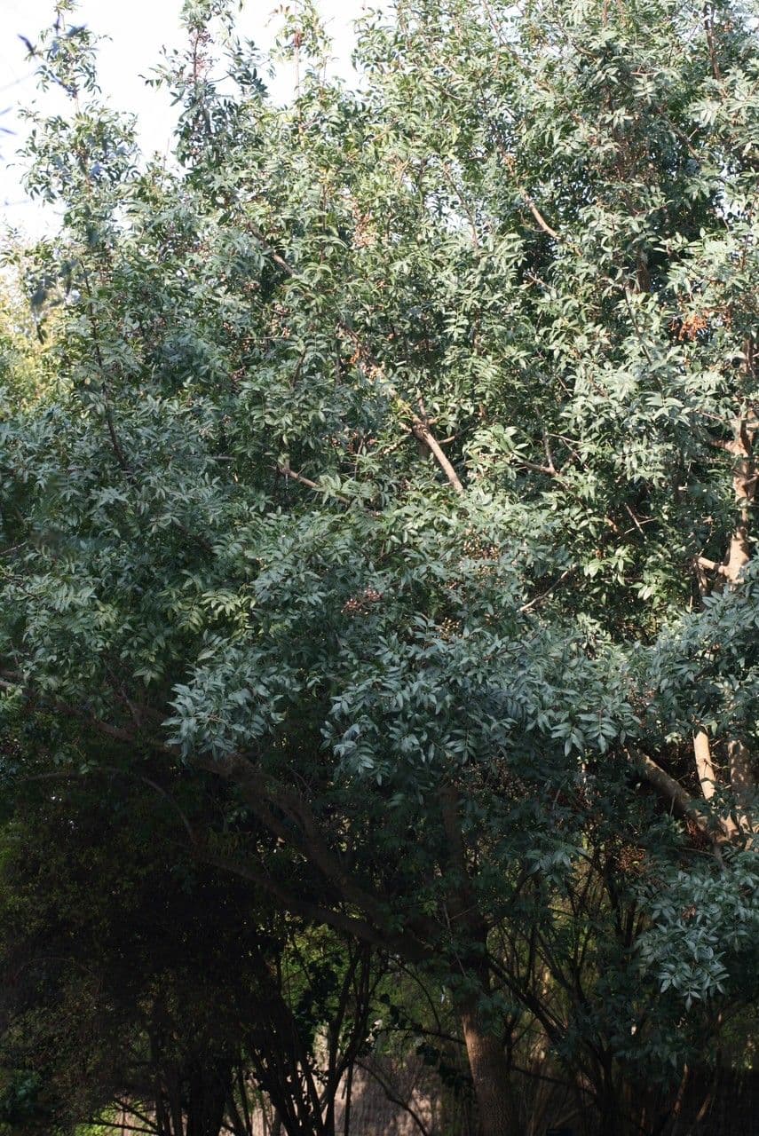 Pistacia 13