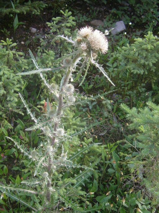 Hookers Distel 3