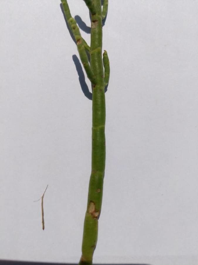 Salicornia 4
