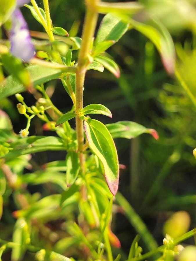 Trichostema Dichotomum 13