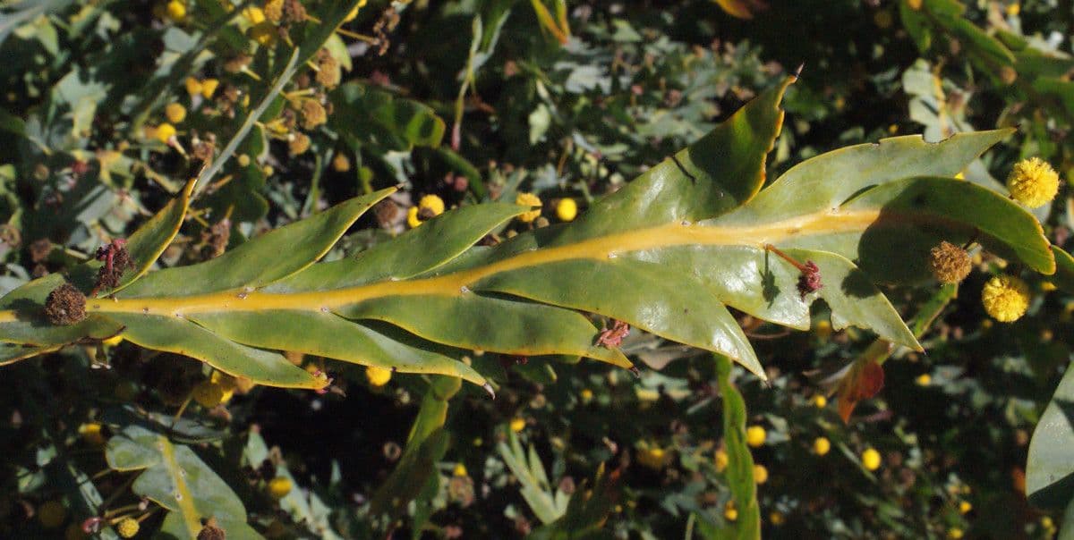 Acacia glaucoptera 15