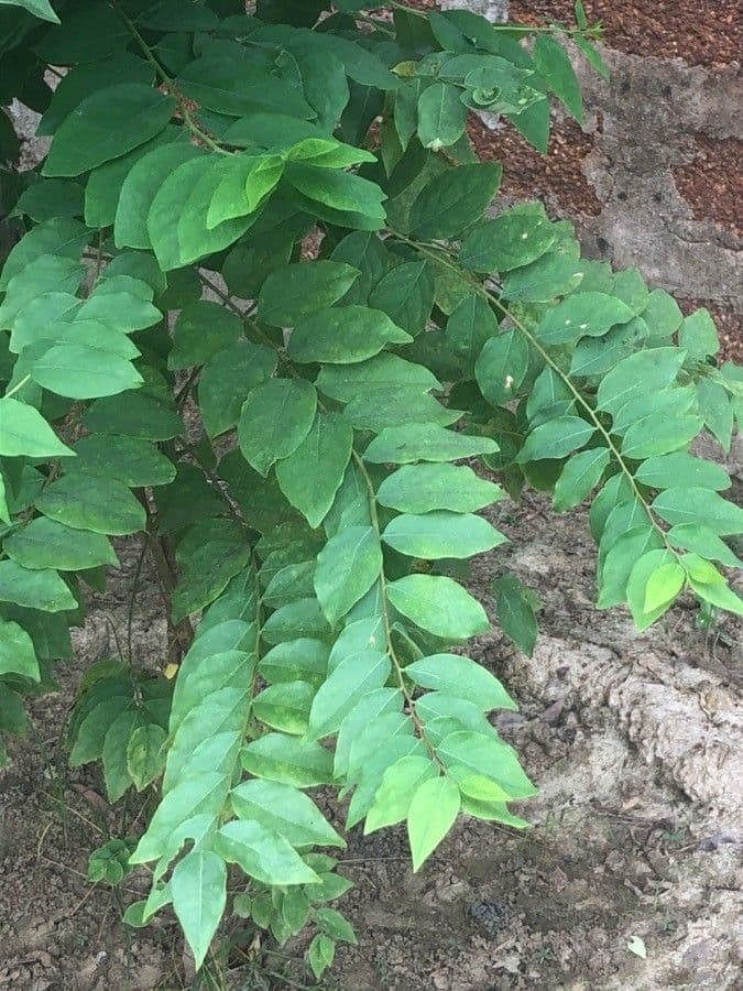 Phyllanthus 15