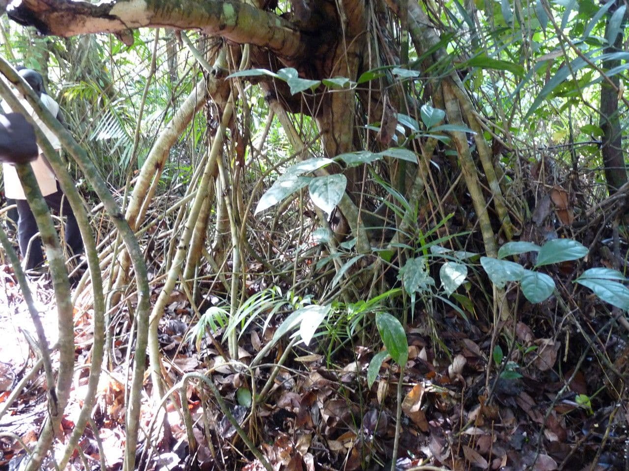 Xylopia 3