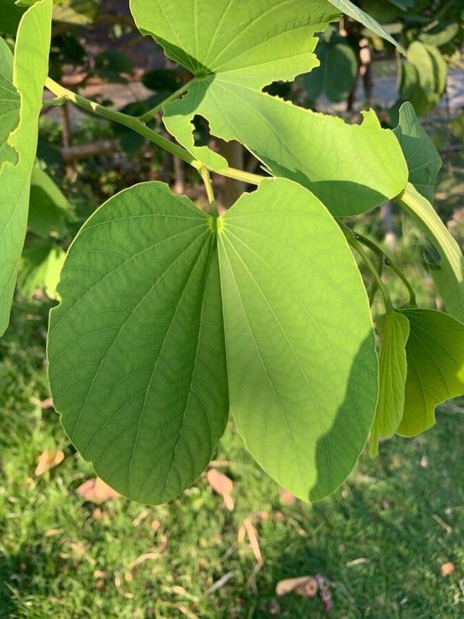 Bauhinia purpurea 16