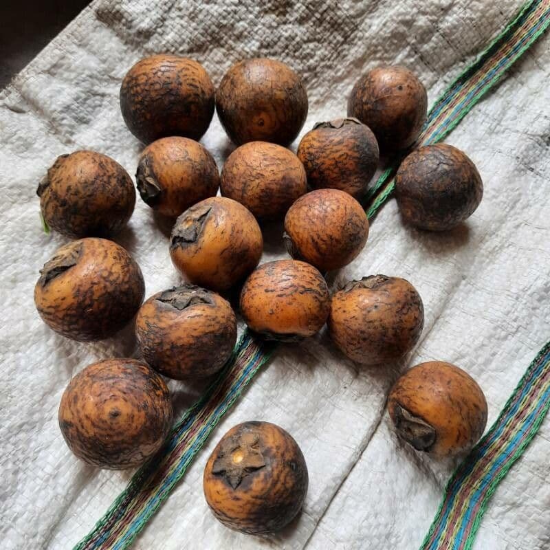 Diospyros