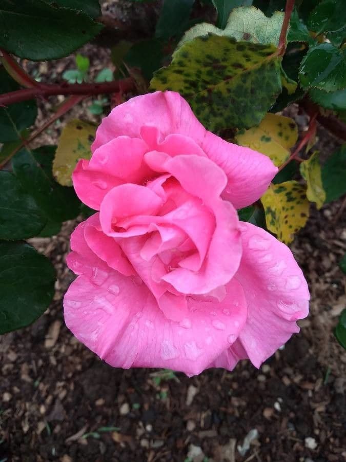 Macartney-Rose 2