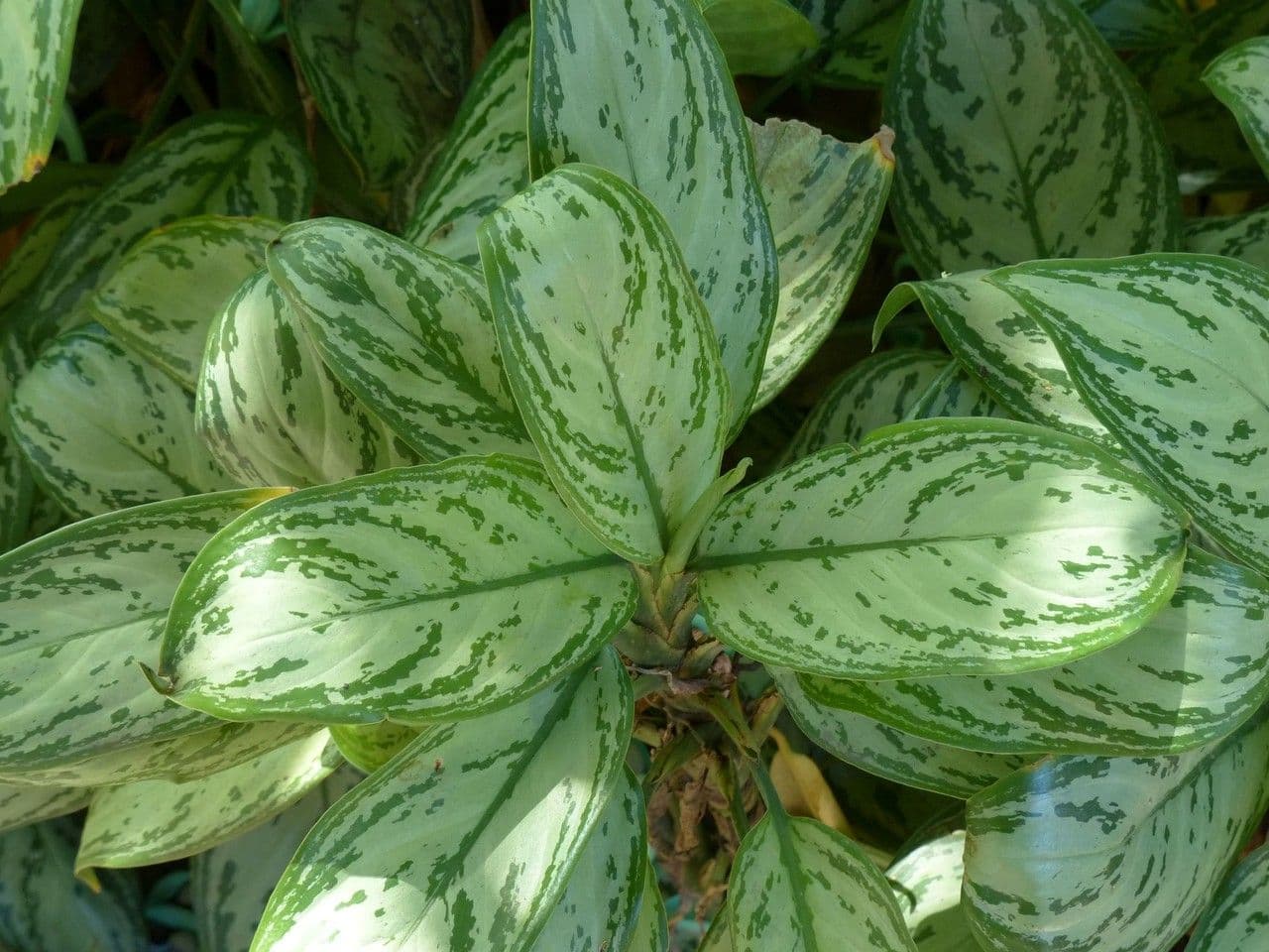 Aglaonema 27