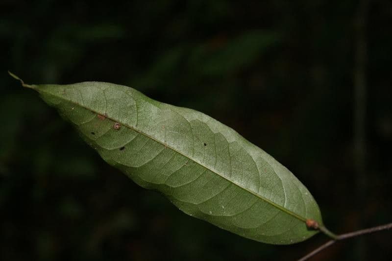 Kleinblütige Eschweilera 9