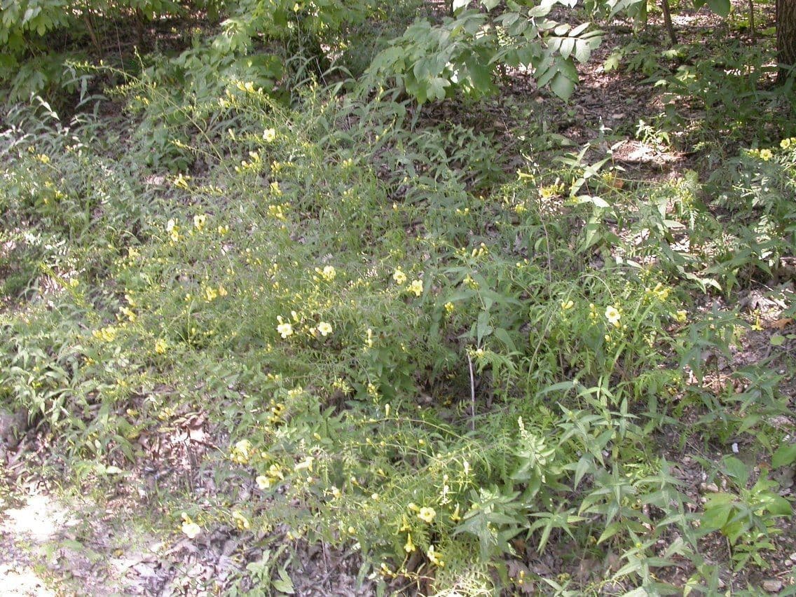 Aureolaria 6